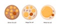 Vector set of brown, beige and white fat cells. Illustration of adipose tissue